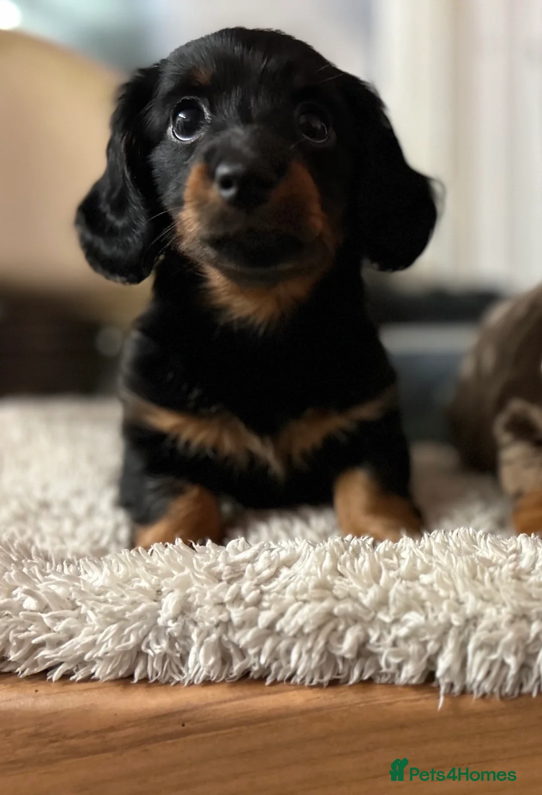 Miniature Dachshund dogs for sale: Dachshund (Miniature) beautiful Puppies  - Advert 5