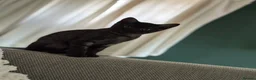 British Shorthair cats for sale: Sister British shorthair cats  - Advert 2