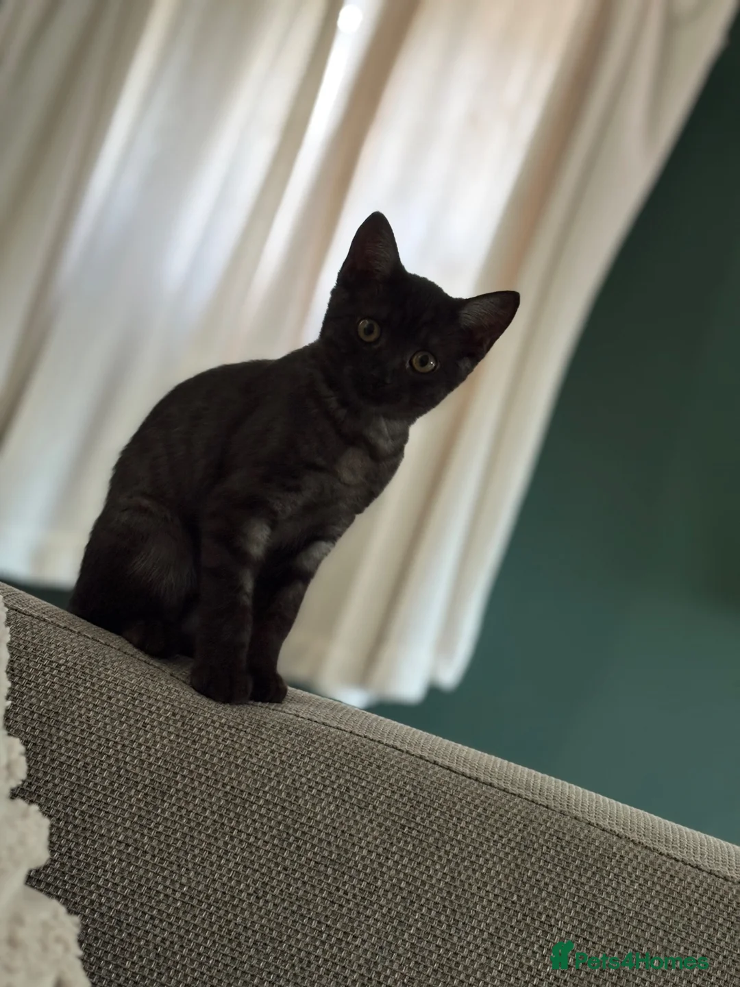 British Shorthair cats for sale: Sister British shorthair cats  - Advert 2