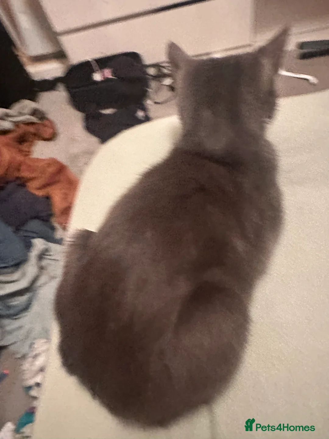 Mixed Breed cats for sale: Bella 2 years old  - Advert 3