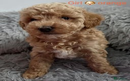 Maltipoo dogs for sale: red toy maltipoos - Image 4