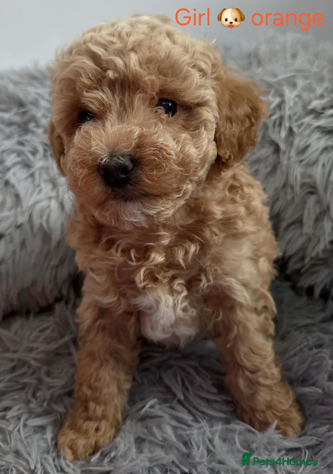 Maltipoo dogs for sale: red toy maltipoos - Image 4