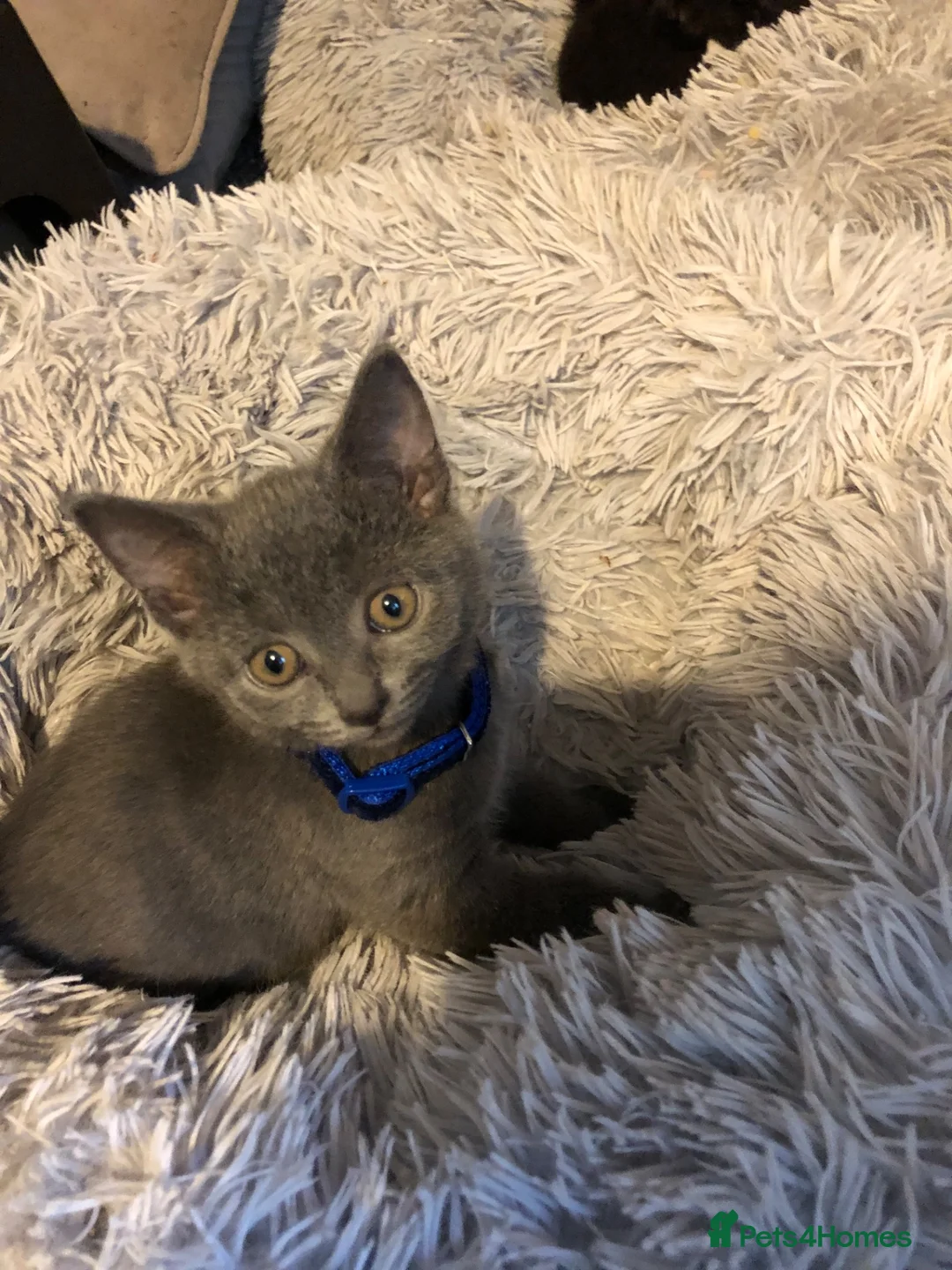 Russian Blue cats for sale: Beautiful pedigree Russian blue kittens - Advert 3