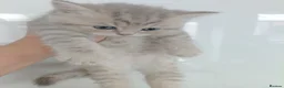 British Shorthair cats for sale: British Shorthair kittens  - Advert 21