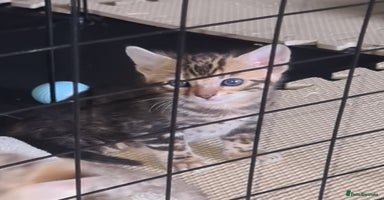 Bengal cats - Advert 5