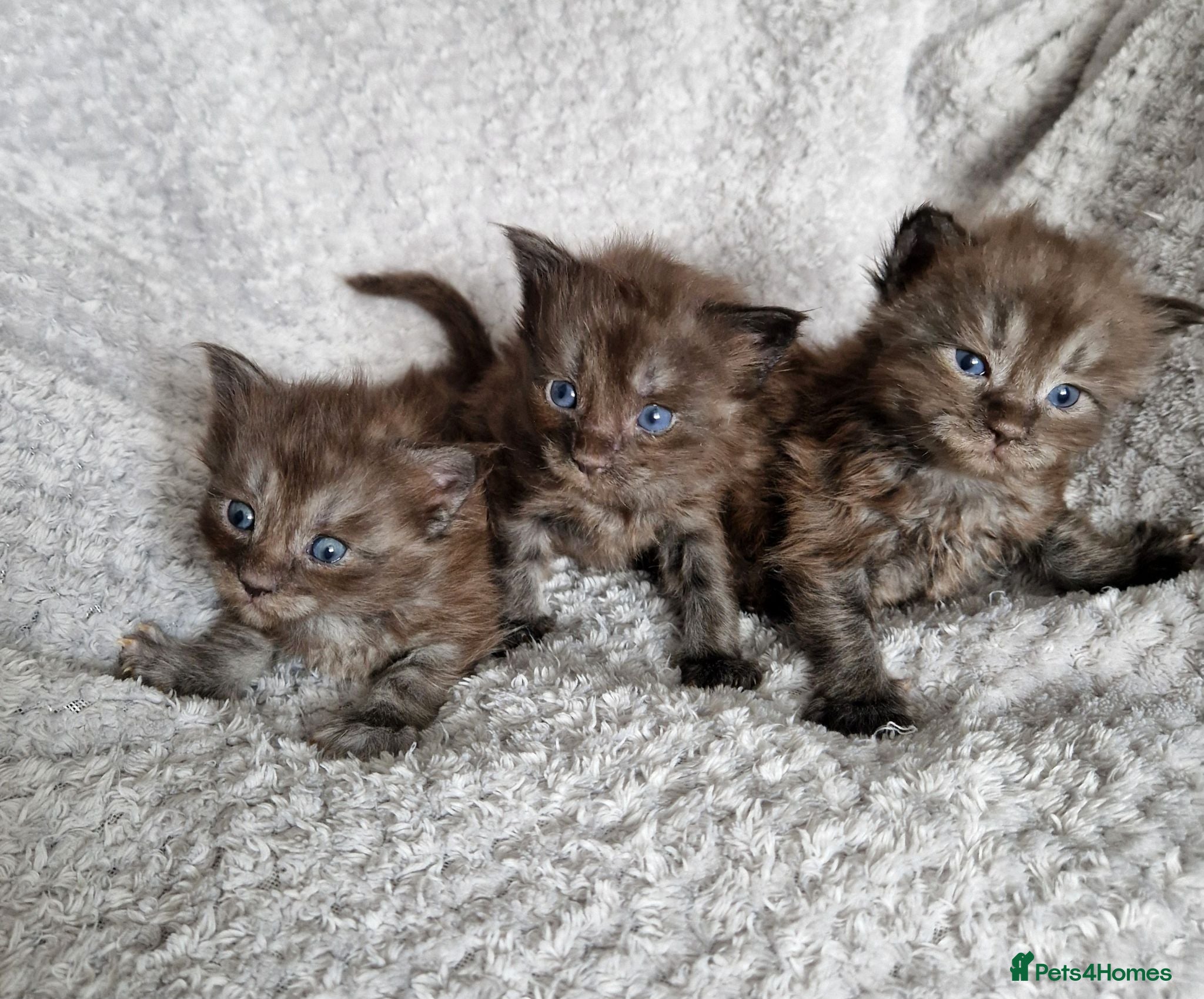 Maine Coon cats Outstanding pedigree mainecoons - Advert 1