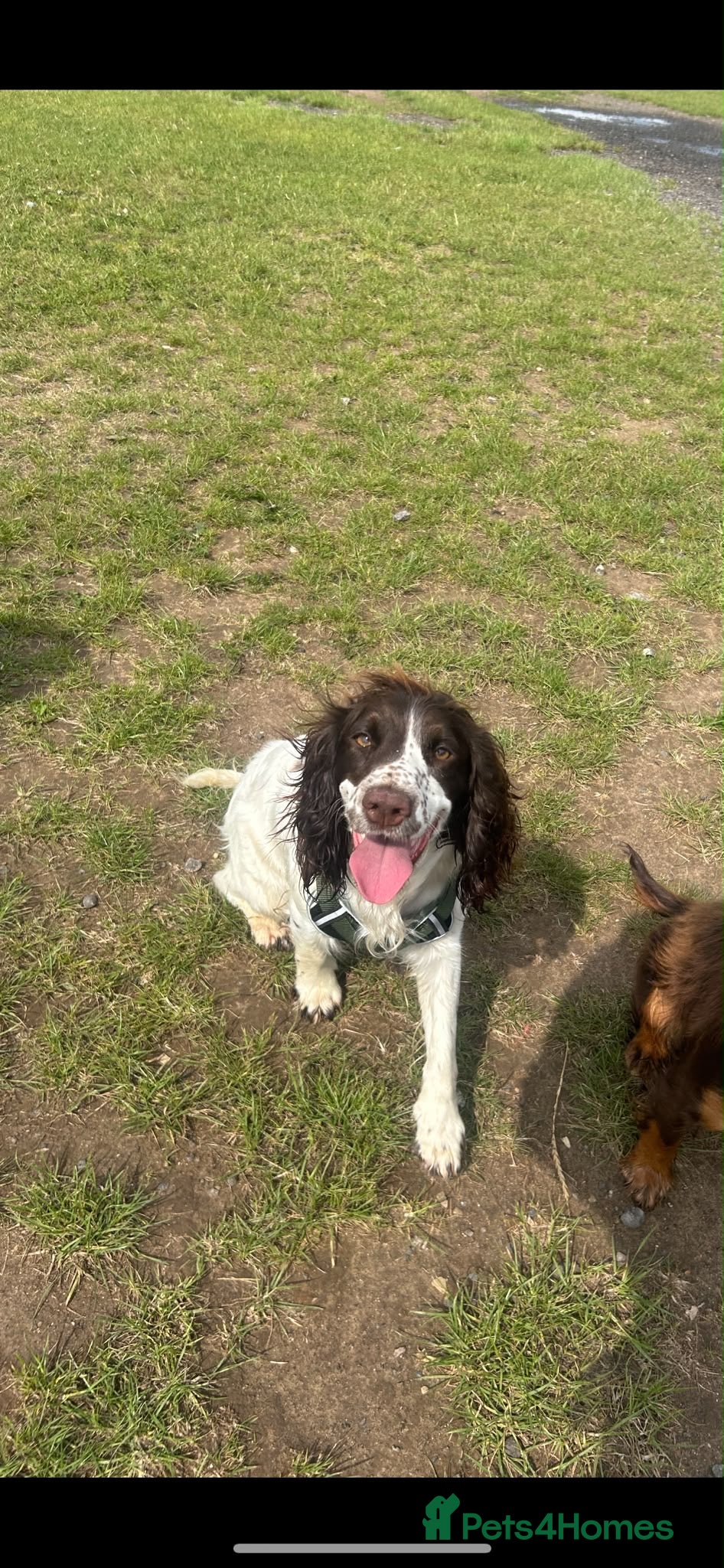 Cocker Spaniel dogs Phoebe  - Advert 1
