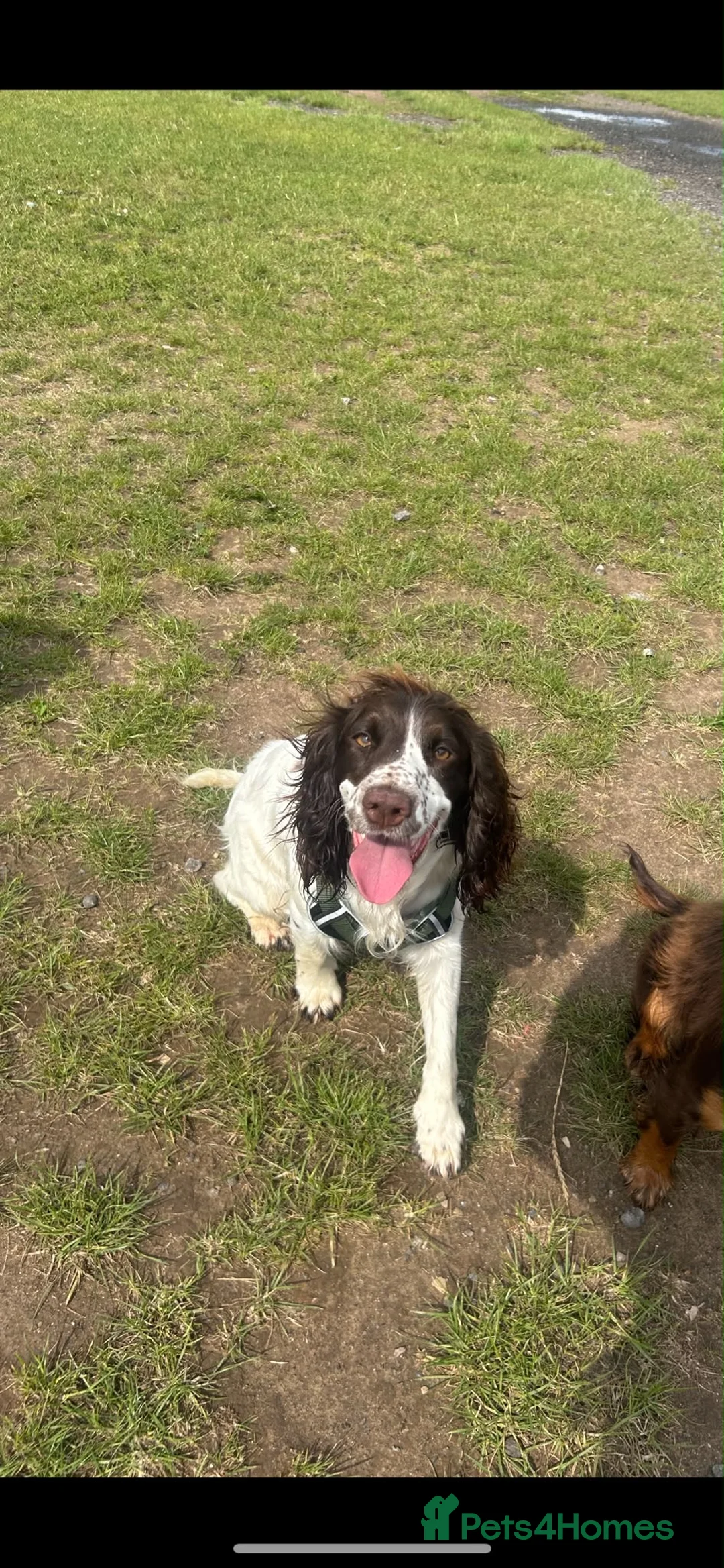 Cocker Spaniel dogs for sale: Phoebe  in Ruislip - Advert 1