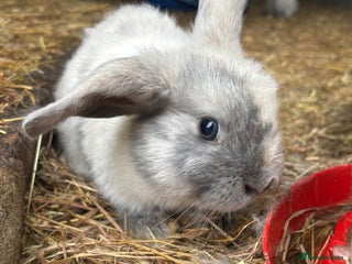 Mini Lop rabbits beautiful purebred mini lops - mixed sex litter - Advert 5