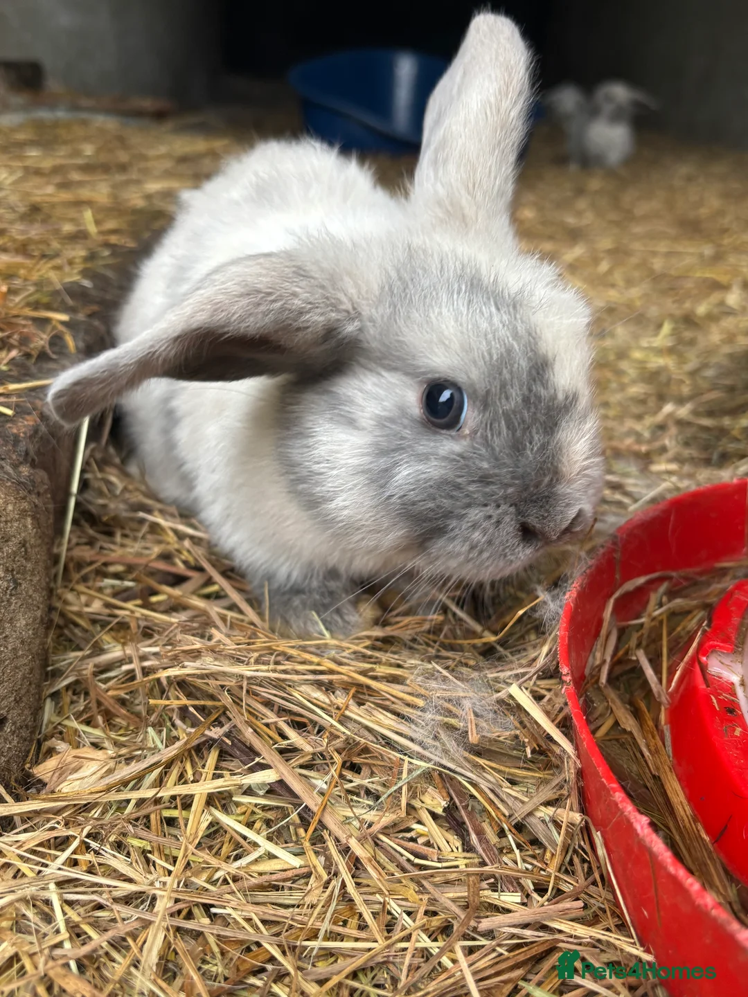 Mini Lop rabbits for sale: beautiful purebred white male mini lops  - Advert 6