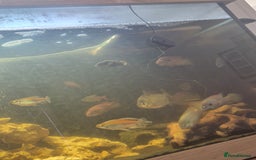 Other/Mixed Breed fish for sale: 5ft fish tank, FX4 filter and all fish - Advert 3