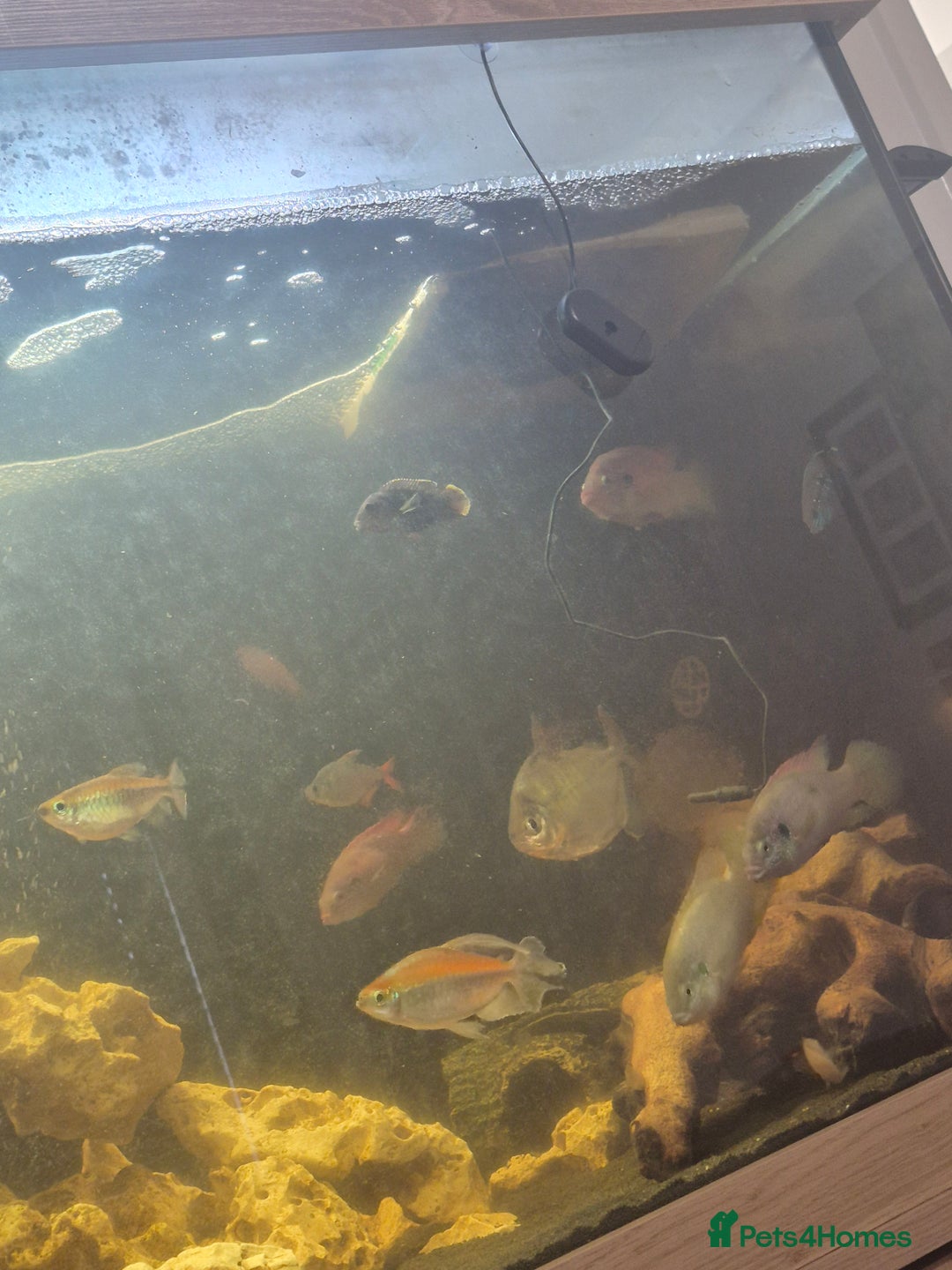 Other/Mixed Breed fish for sale: 5ft fish tank, FX4 filter and all fish - Advert 3