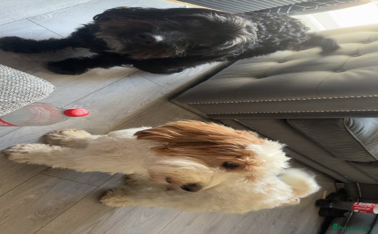 Cockapoo dogs - Advert 1