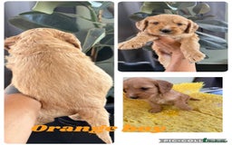 Cockapoo dogs for sale: Cockapoo  - Image 6