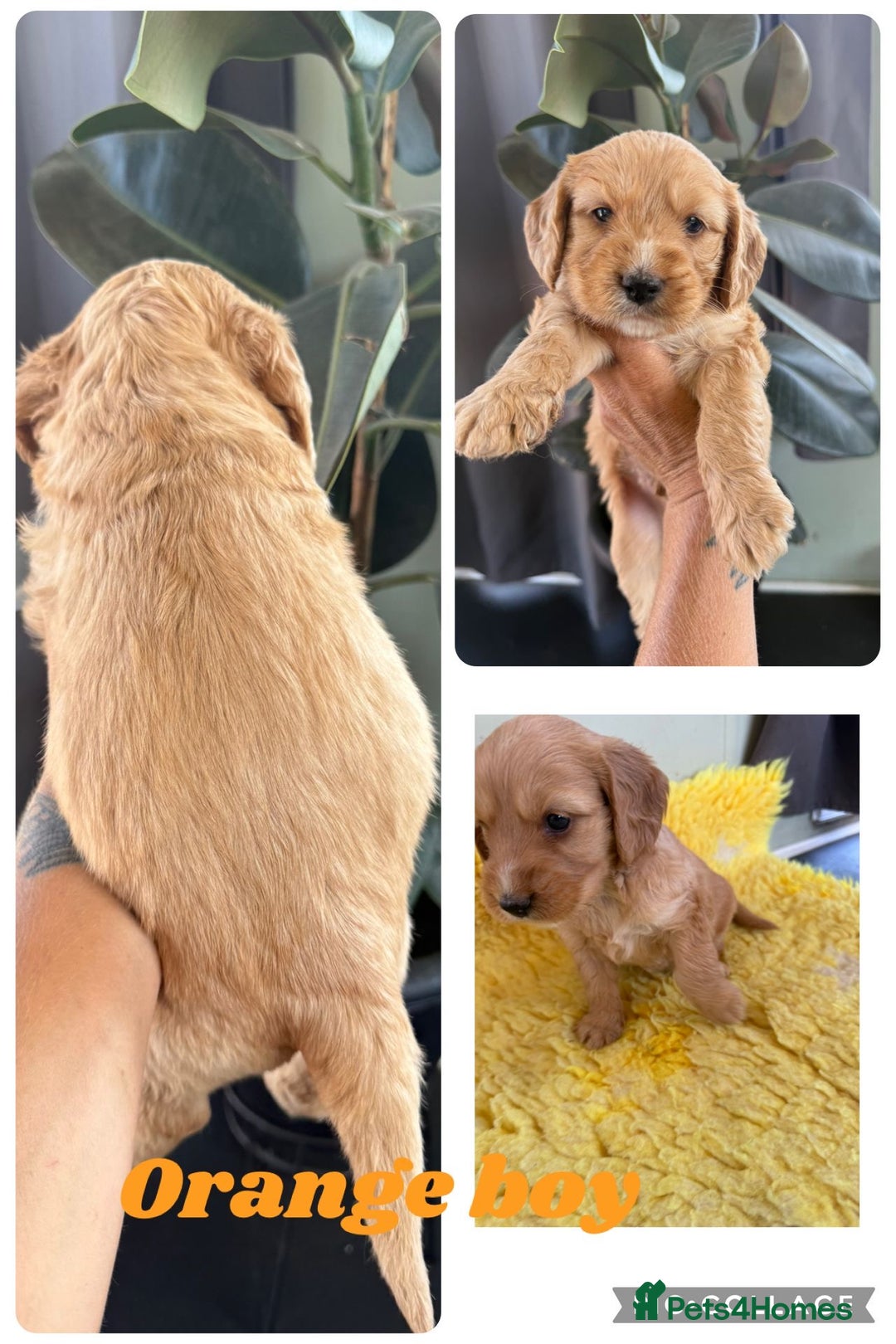 Cockapoo dogs for sale: Cockapoo  - Image 6