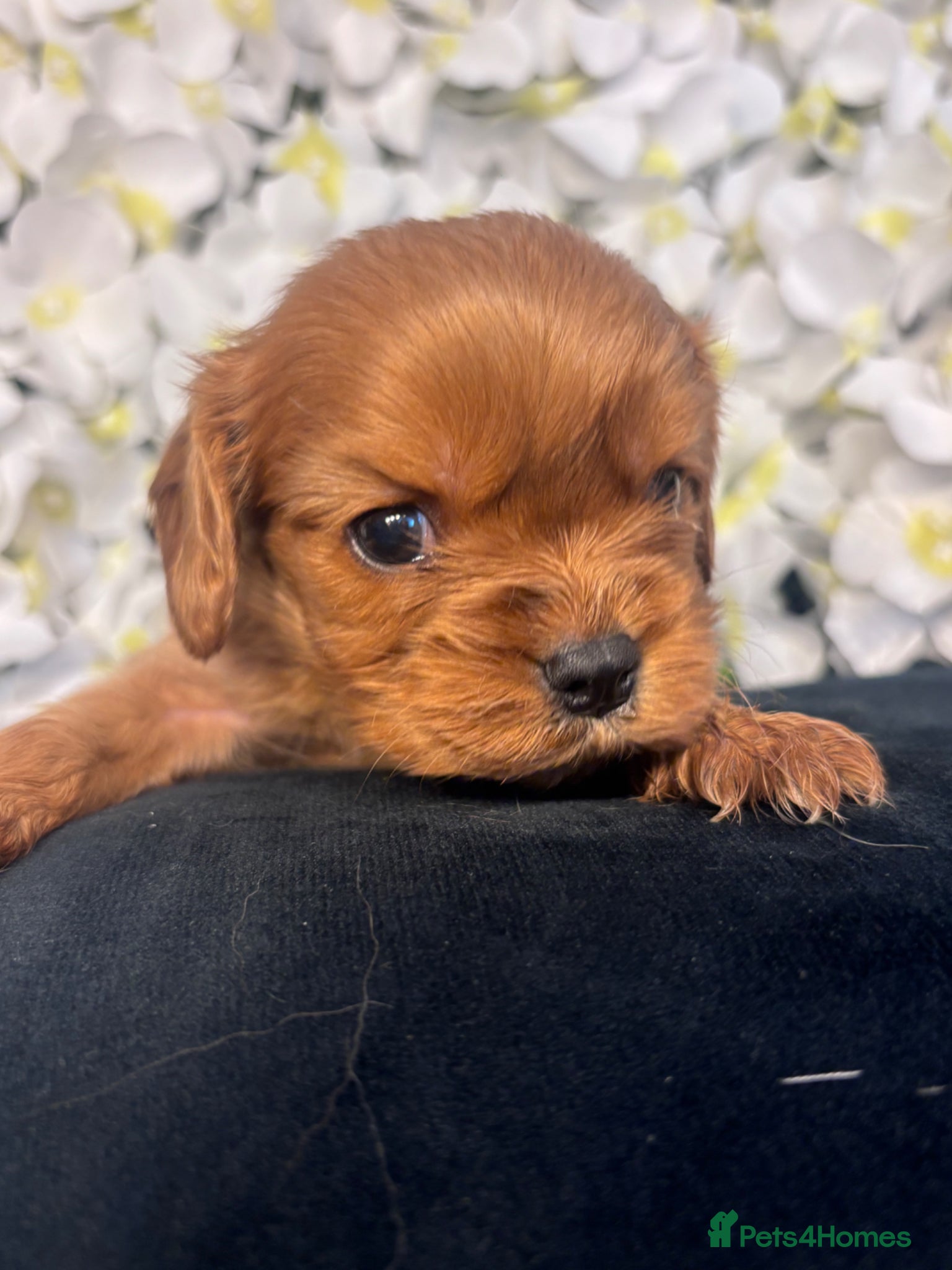 Cavalier King Charles Spaniel dogs Beautiful KC Registered Cavalier Puppies 🐶🧀 - Advert 2