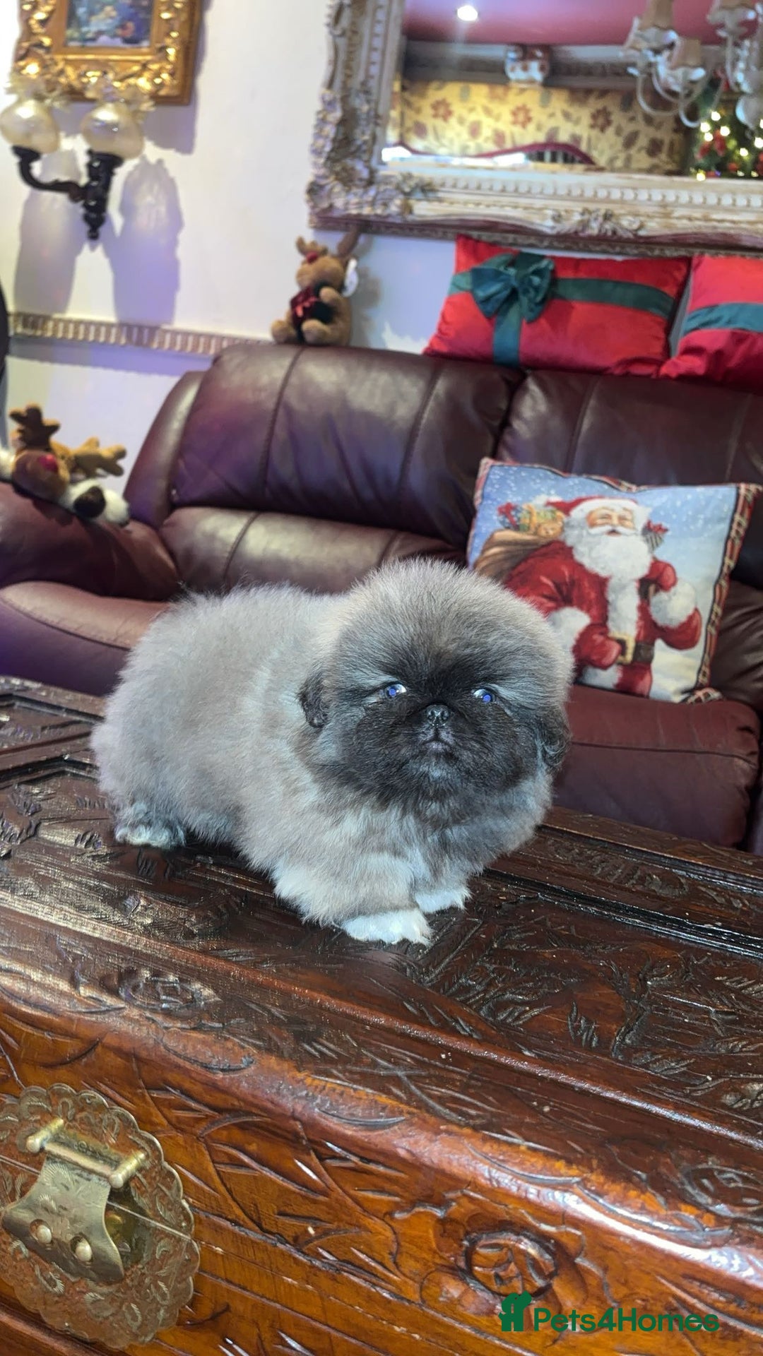 Pekingese dogs for sale: High quality Pekingese puppies  - Advert 17