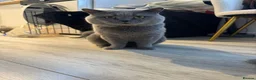 British Shorthair cats for sale: Beautiful British shorthair kittens - Advert 17