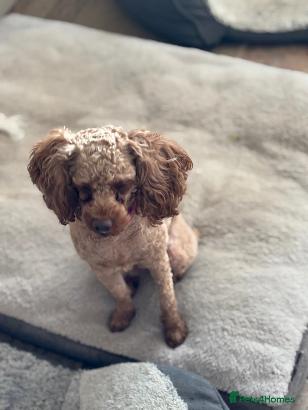 Toy Poodle dogs for sale: Toy poodle girl  - Advert 2