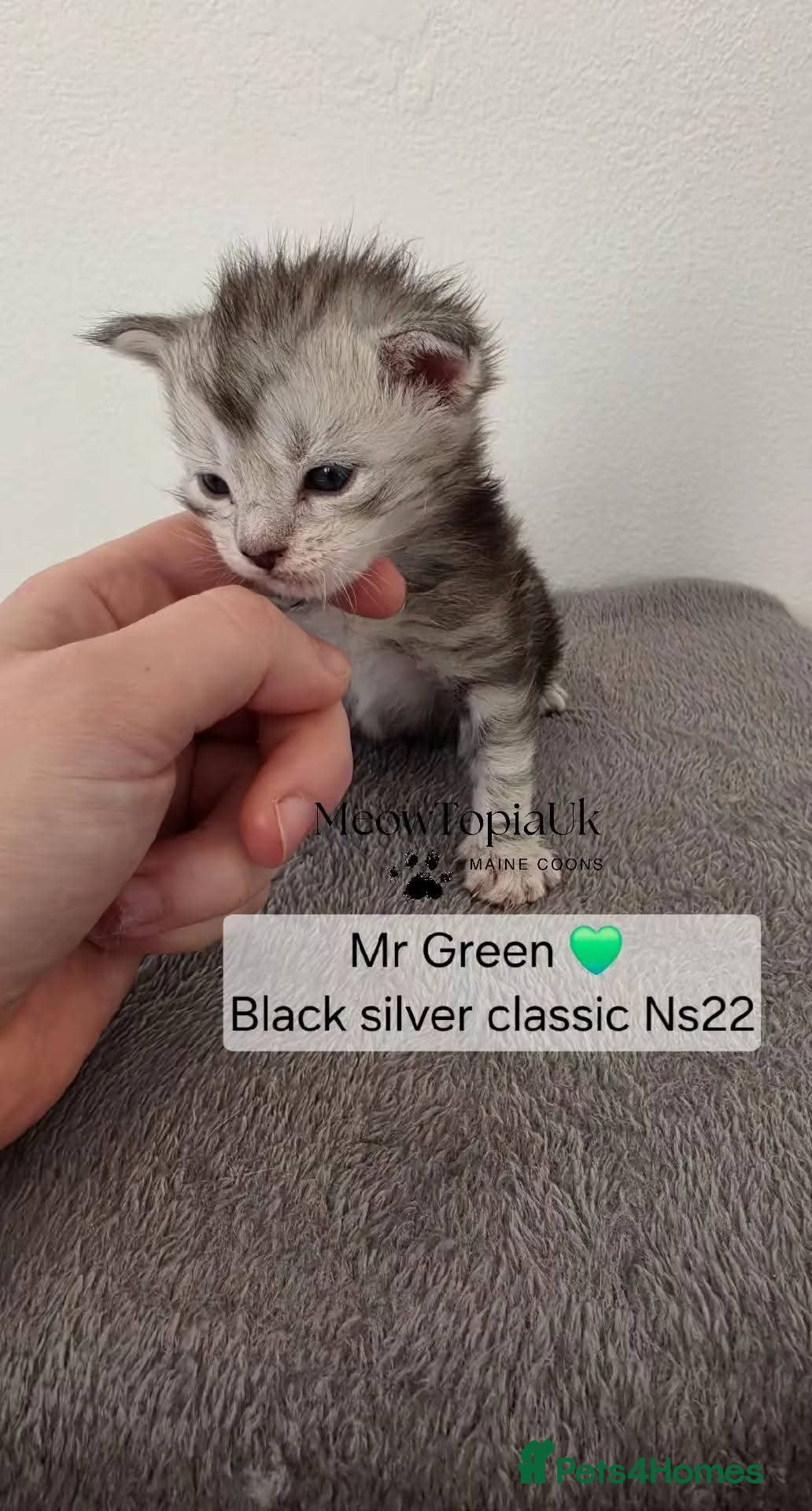 Maine Coon cats   Tica registered pedigree mainecoon kittens  - Advert 2