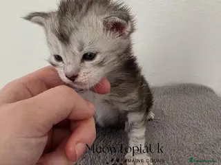 Maine Coon cats Tica registered pedigree mainecoon kittens - Advert 2