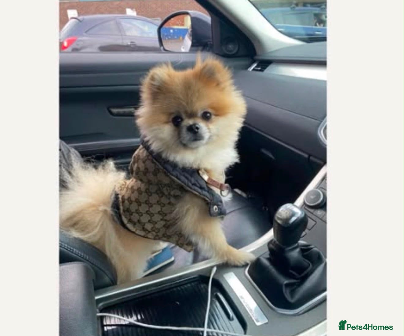 Pomeranian dogs Pomeranion - Advert 1
