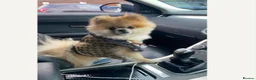 Pomeranian dogs for sale: Pomeranion in London - Advert 1