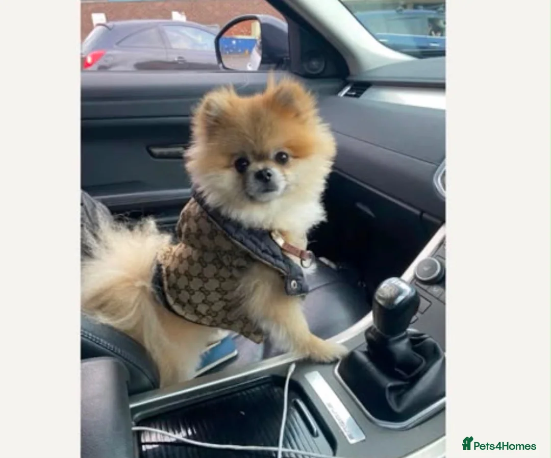 Pomeranian dogs for sale: Pomeranion in London - Advert 1