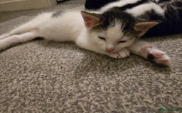 Mixed Breed cats for sale: Sweet kittens  - Image 19