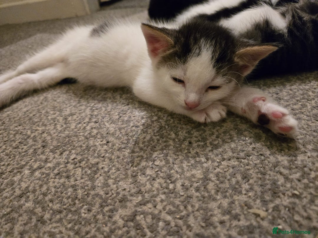 Mixed Breed cats for sale: Sweet kittens  - Image 19