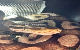 Python Snake reptiles for sale: Royal Python for sale - Image 3