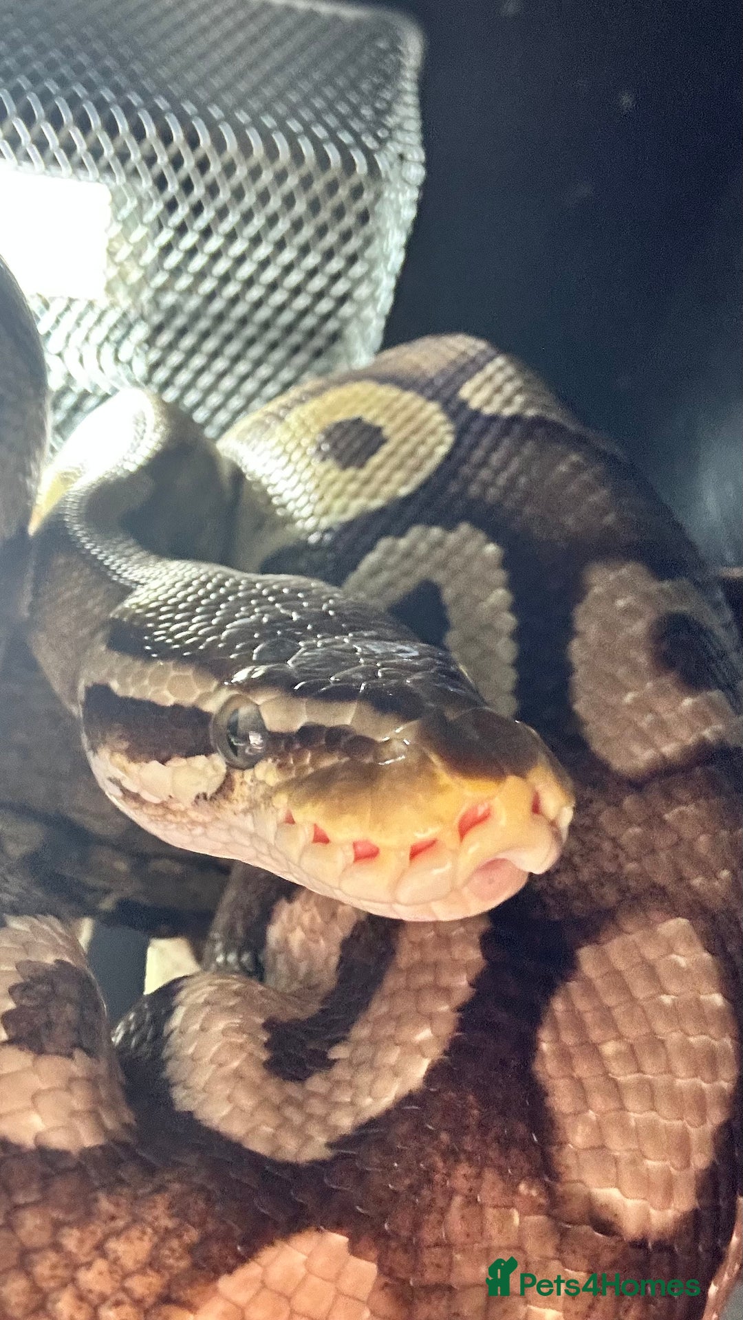 Python Snake reptiles for sale: Royal Python for sale - Image 3
