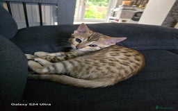 Bengal cats for sale: 2 left beautiful bengal kitten  - Image 5