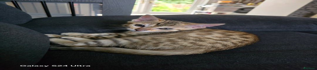 Bengal Kitten 4