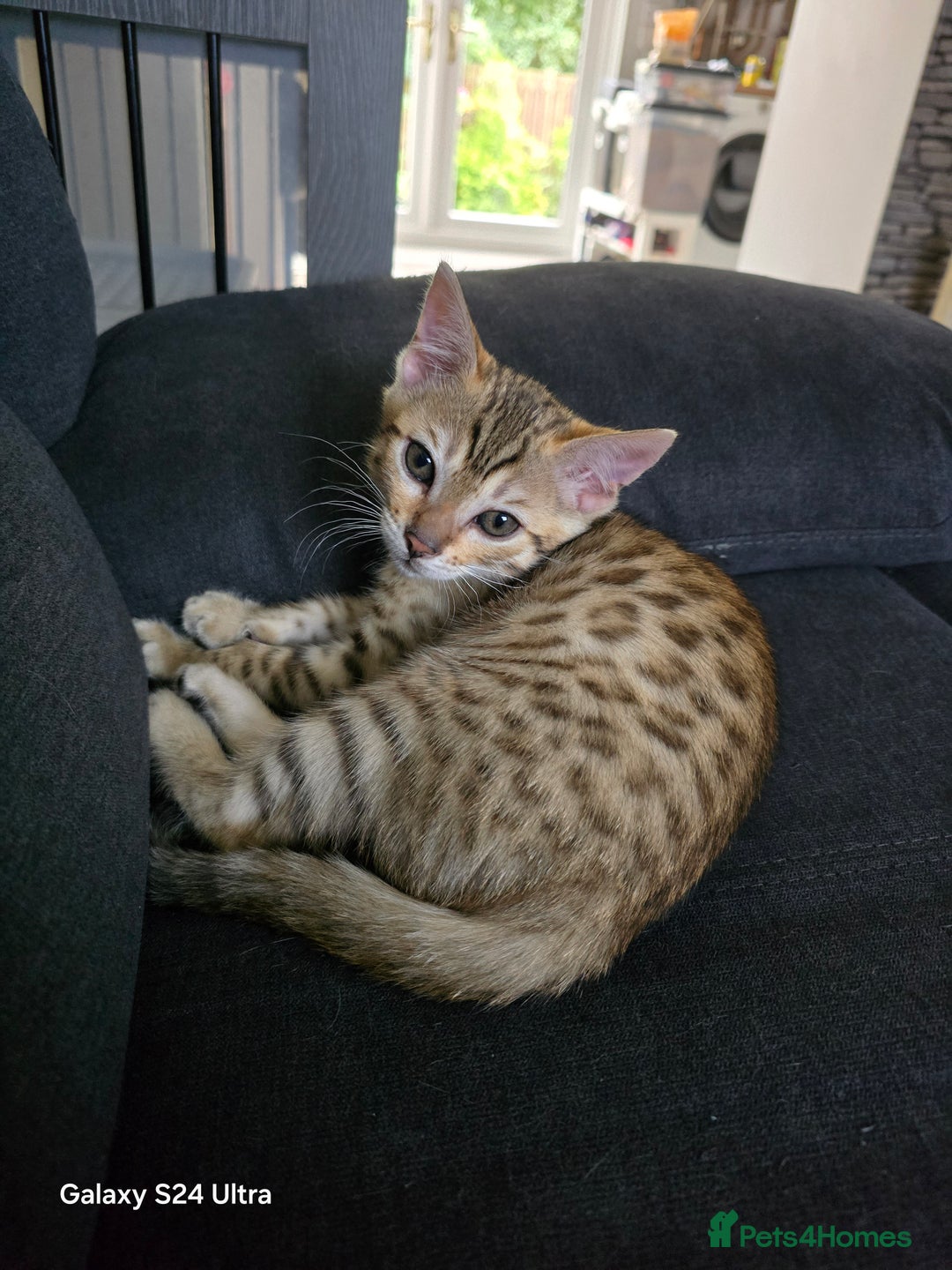Bengal cats for sale: 2 left beautiful bengal kitten  - Image 5