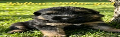 Yellow Collar