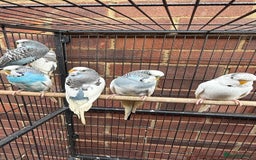 Budgerigars birds for sale: Last remaining Budgies for sale - Image 4