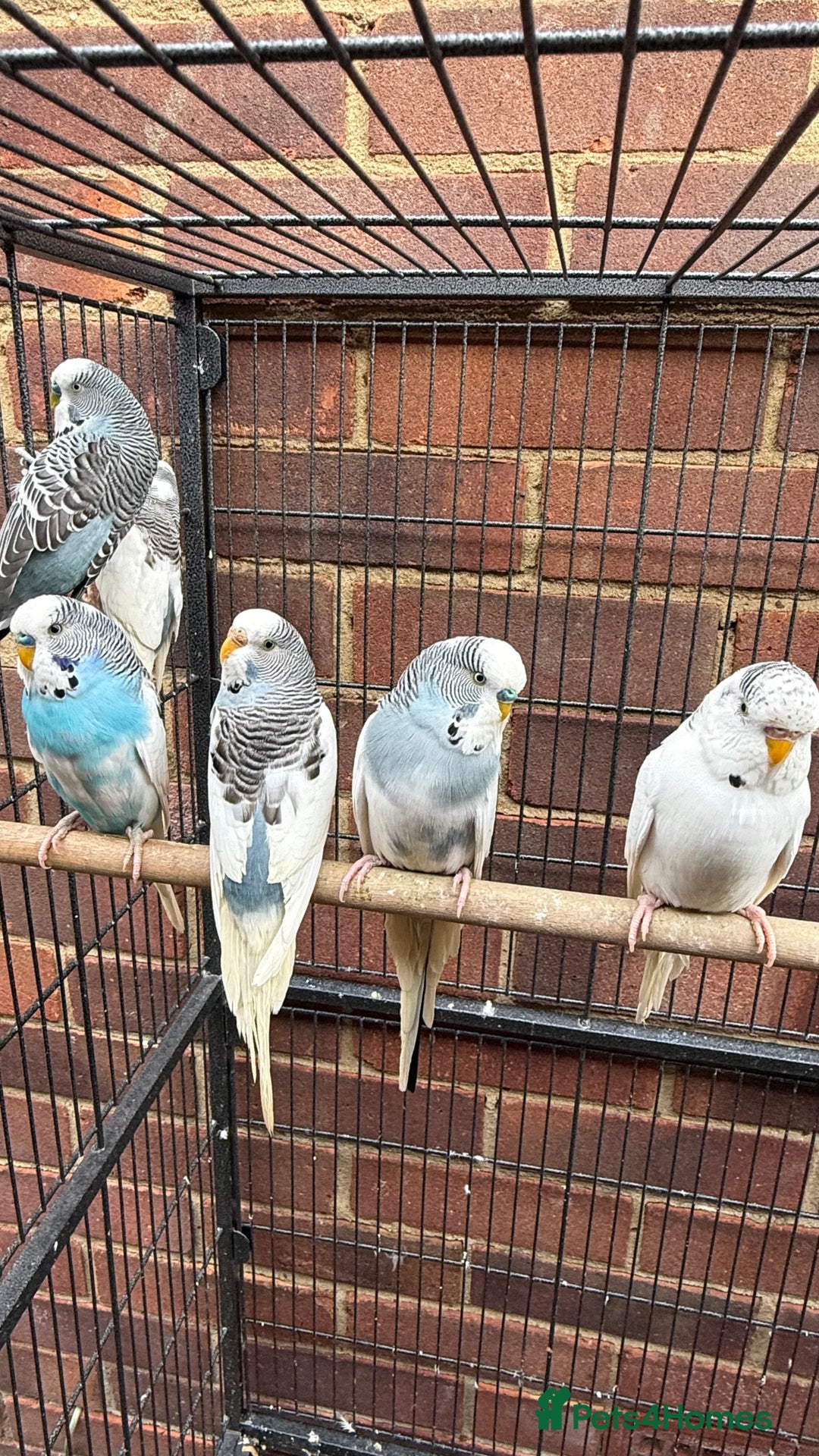 Budgerigars birds for sale: Last remaining Budgies for sale - Image 4