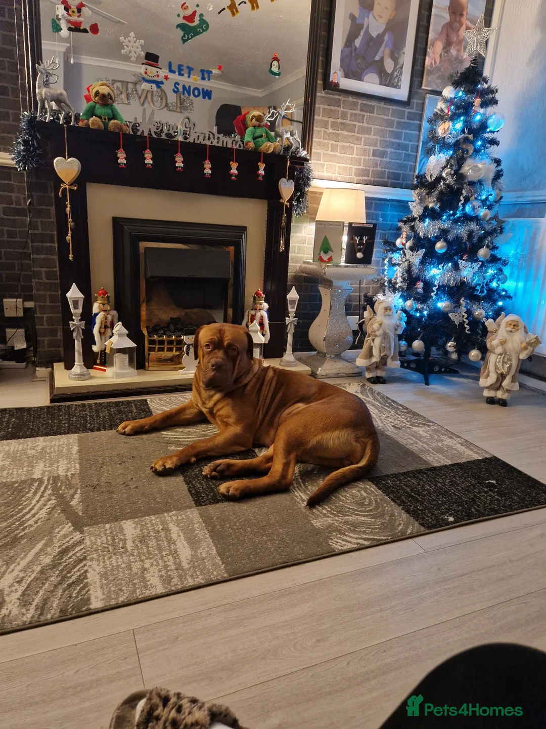 Dogue De Bordeaux dogs for sale: Dogue de bordeaux puppies - Advert 2