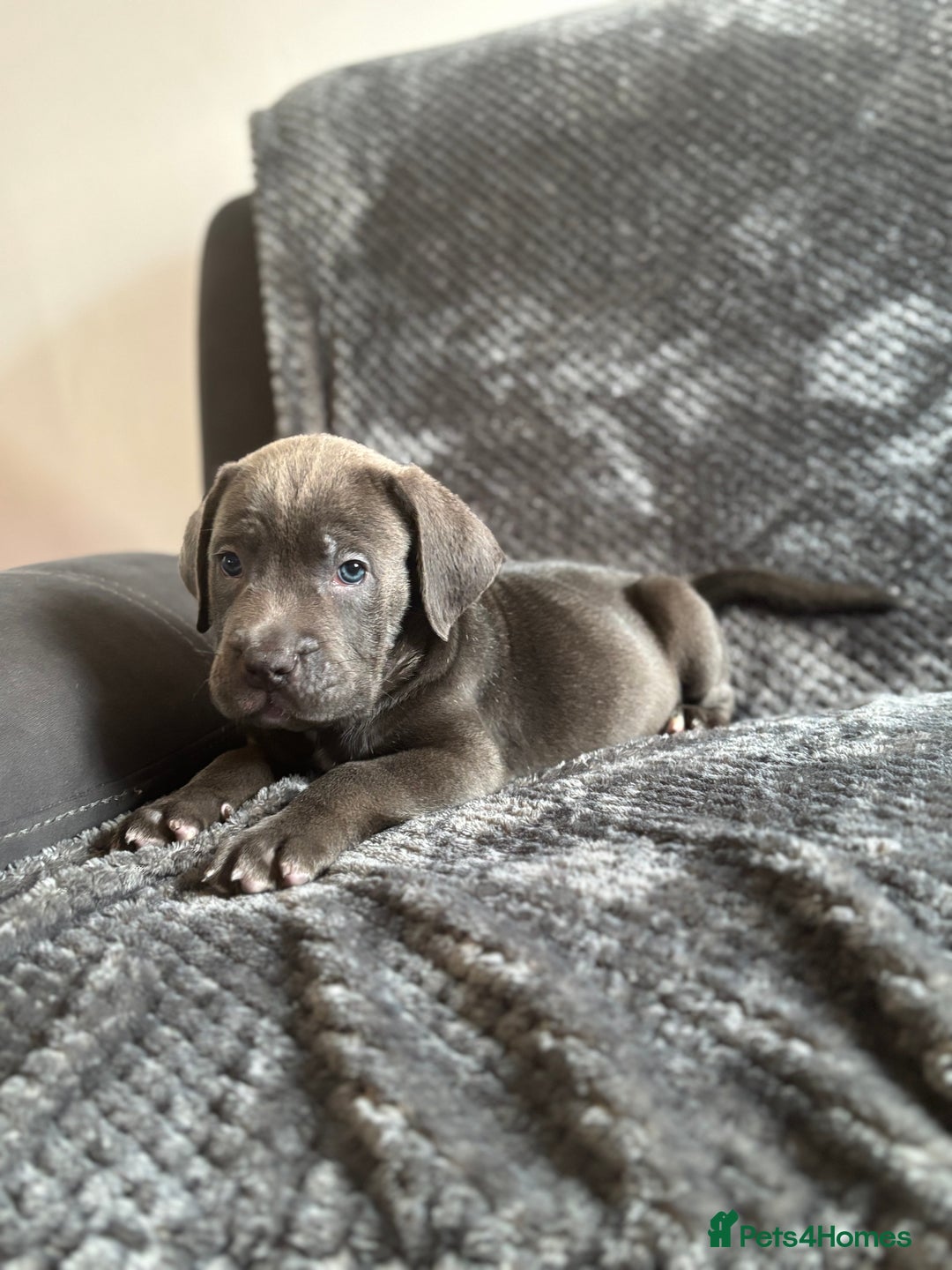 Cane Corso dogs for sale: Beautiful Cane corso Pups  - Image 18
