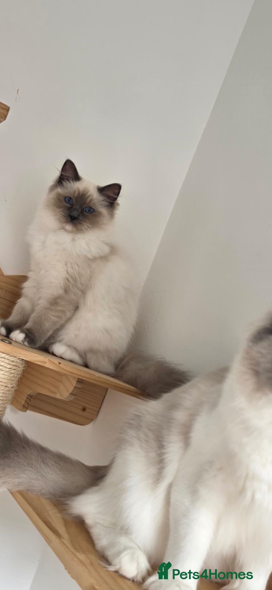Ragdoll cats GCCF kittens are available active. - Advert 1