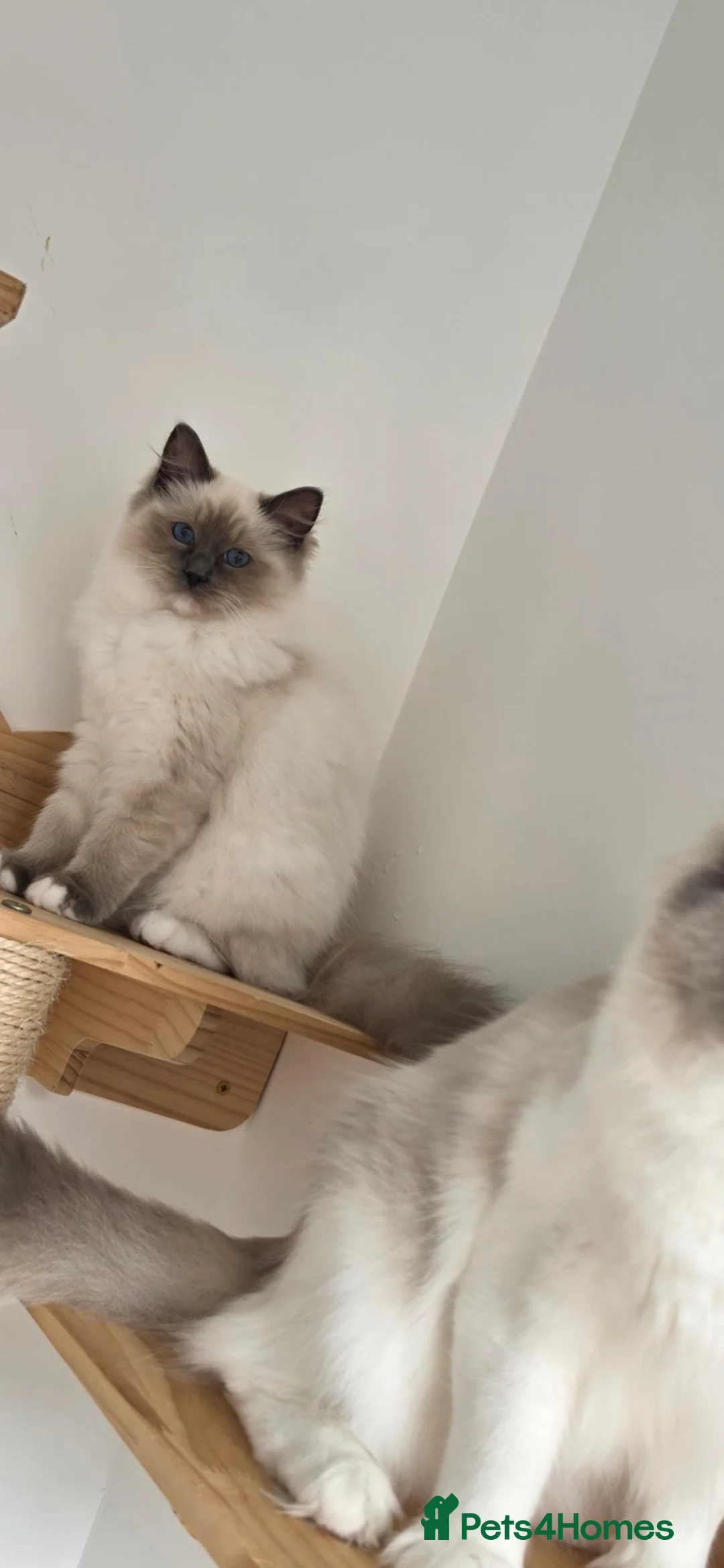 Ragdoll cats for sale: GCCF kittens are available active. - Advert 10