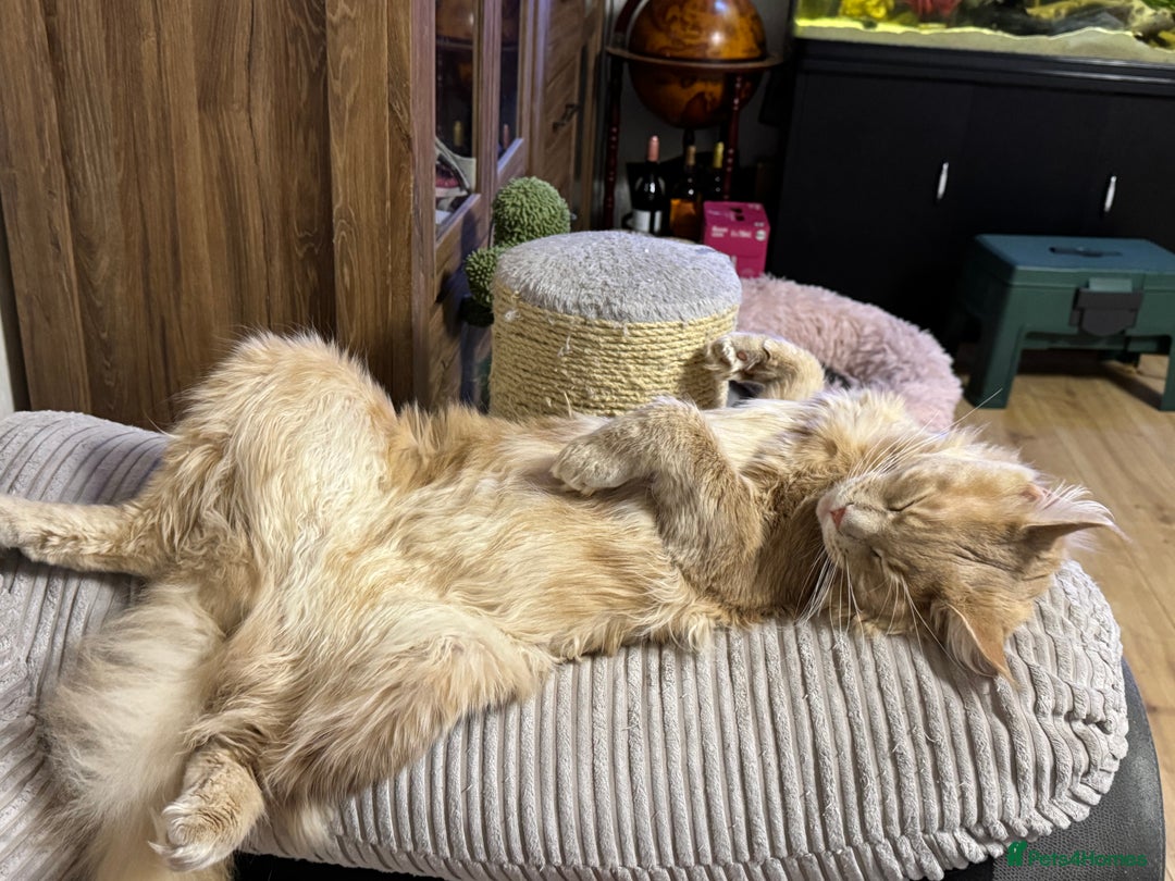 Maine Coon cats for stud: Pedigree active registered Maine coon boy for stud - Advert 9