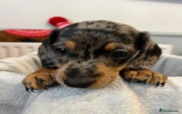 Miniature Dachshund dogs for sale: Stunning miniature dachshund puppies  - Image 24