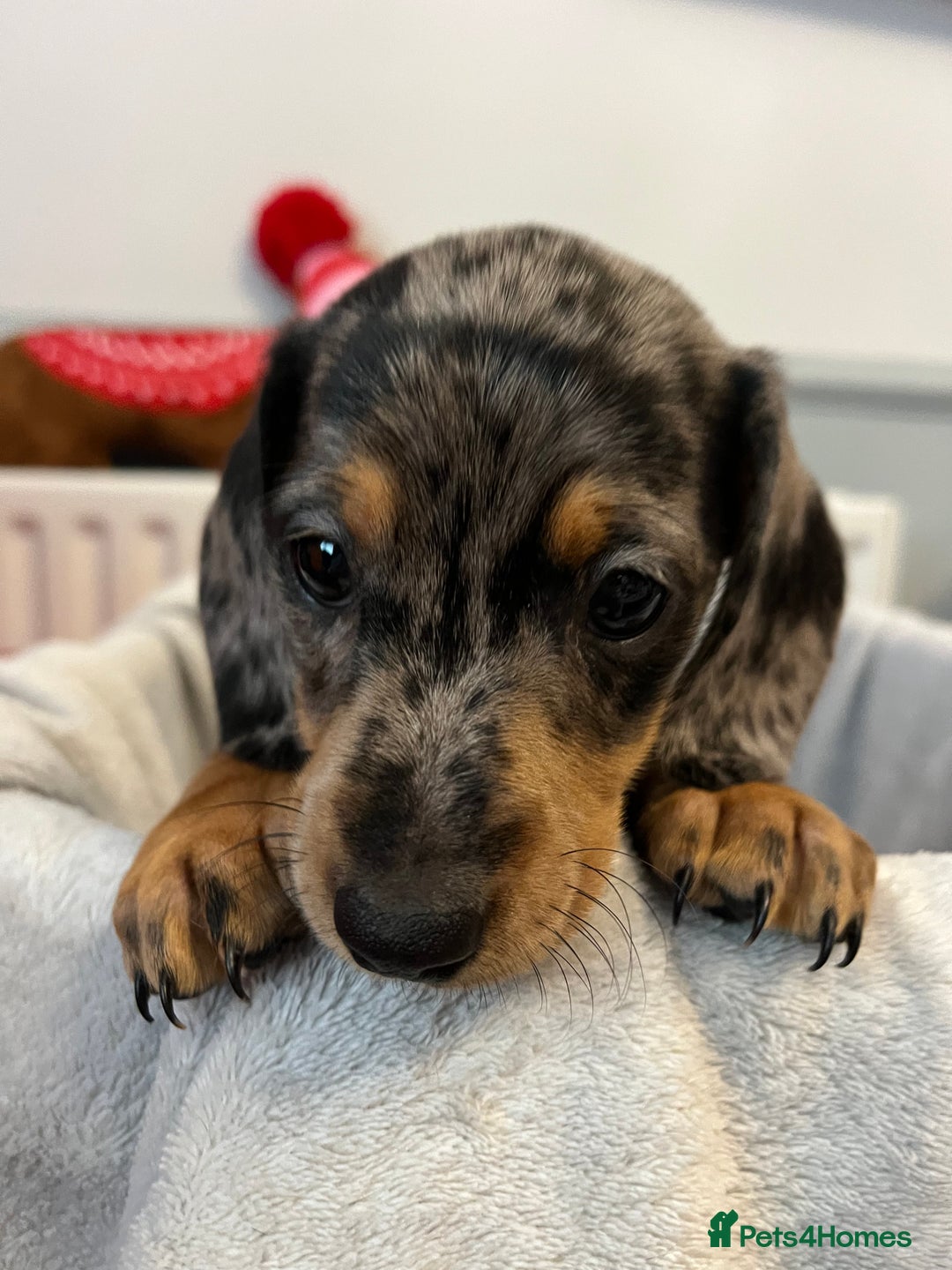 Miniature Dachshund dogs for sale: Stunning miniature dachshund puppies  - Image 24