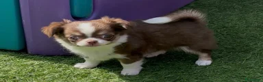 Chihuahua 2