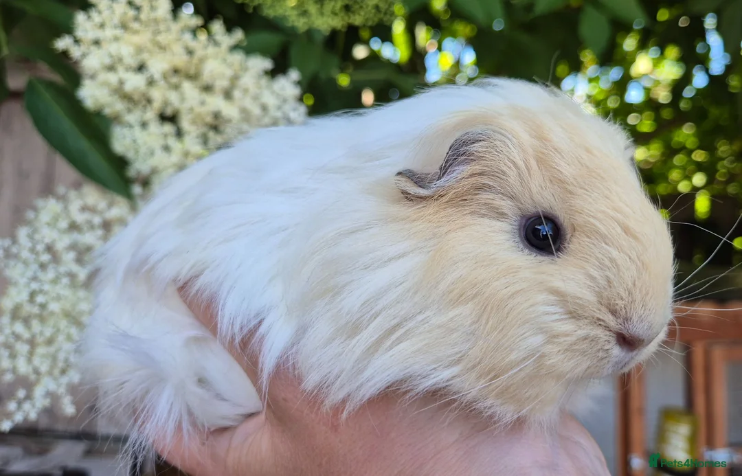 Guinea Pig rodents for sale: Sheltie and texel sows and sheltie boar.  - Advert 2