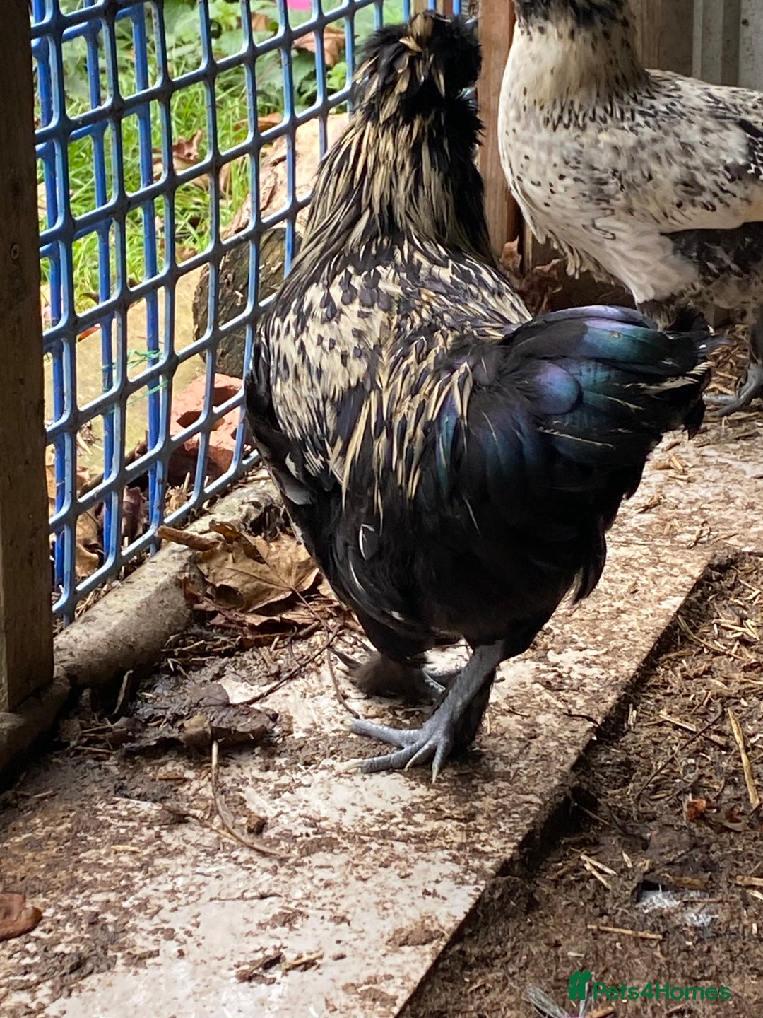 Chickens poultry for sale: Laced polish and silkie chicken mixed breeds - Image 4