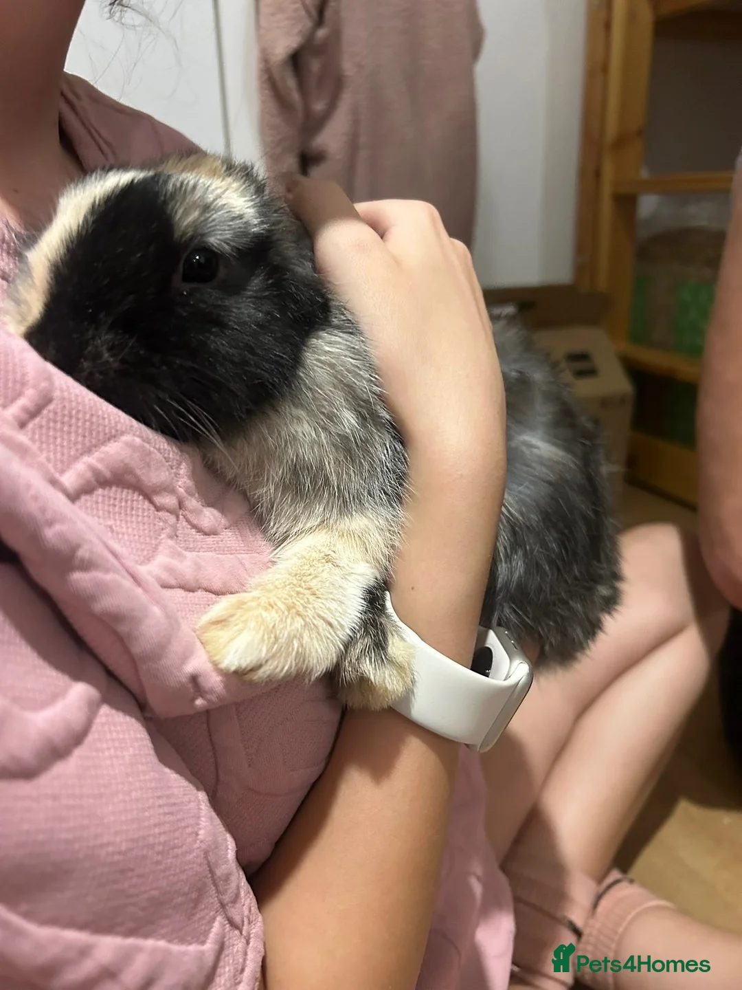Mixed Breed rabbits for sale: 2 mixed breed boys - Advert 8