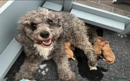 Cavapoo dogs for sale: Cavapoo puppies  - Image 4